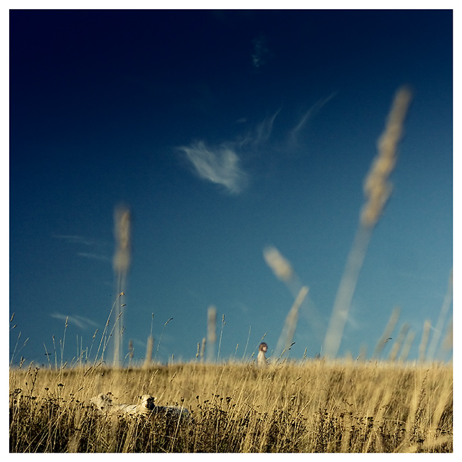 Schweigen der Lämmer