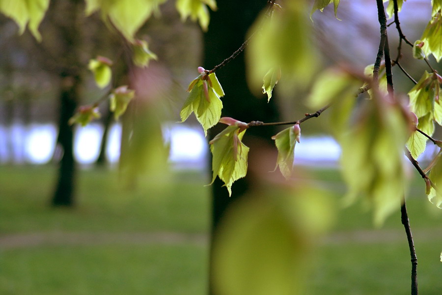 Spring Dreams !!!...