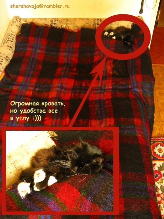 das Leben der Katzen