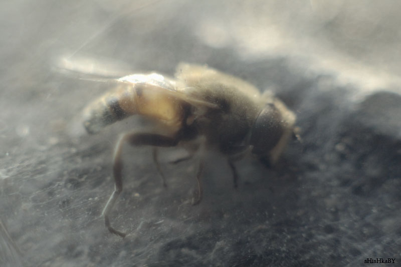 Bee