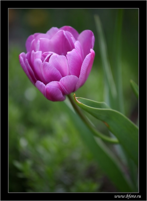 Tulip