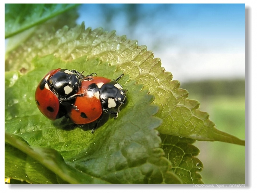 Gottes Stier auf die gleiche Kuh :-)