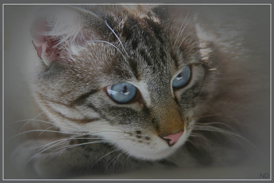 Porträt für die Murka