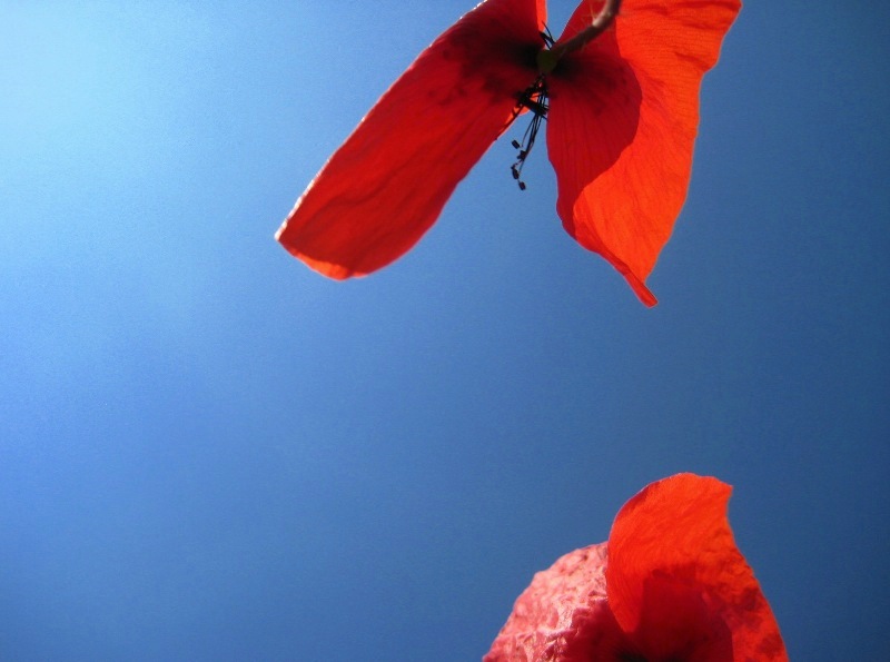 Flug der Schmetterlinge