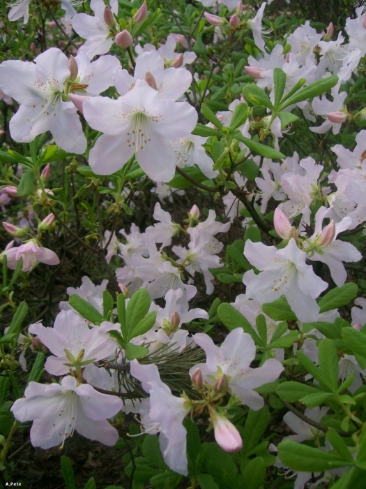 Rhododendron Schlippenbach
