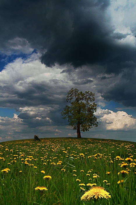Frühlingslandschaft mit Löwenzahn, eine Kuh und ein Einfamilienhaus Baum
