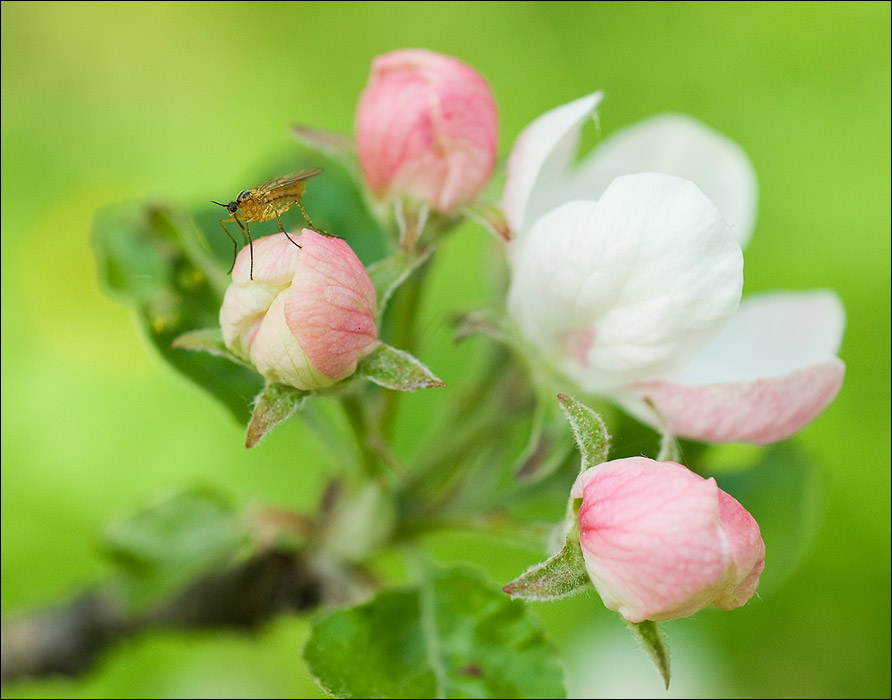 ... Maalenky Mücke ...