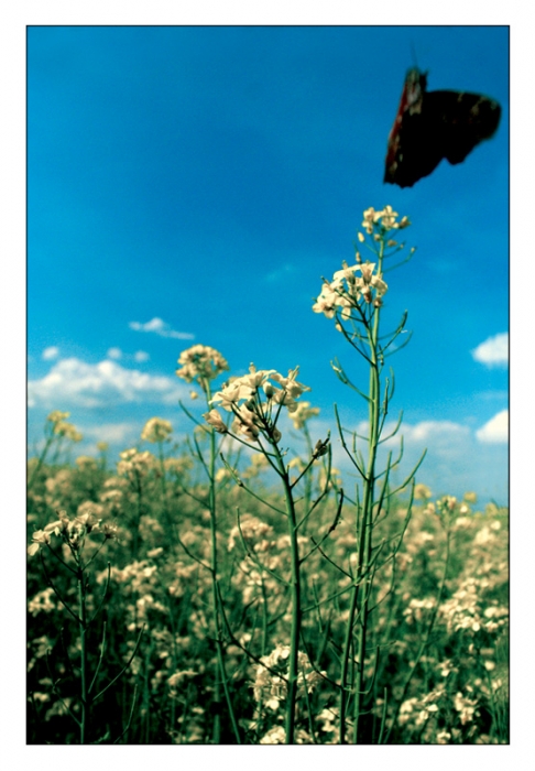 Flight Of Butterflies
