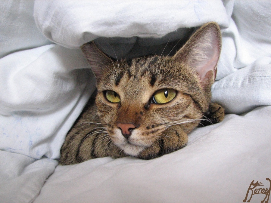 Jetzt schlafe ich hier!