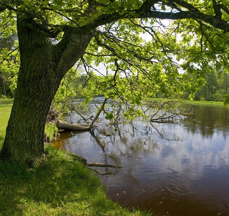 Frühling auf Schare