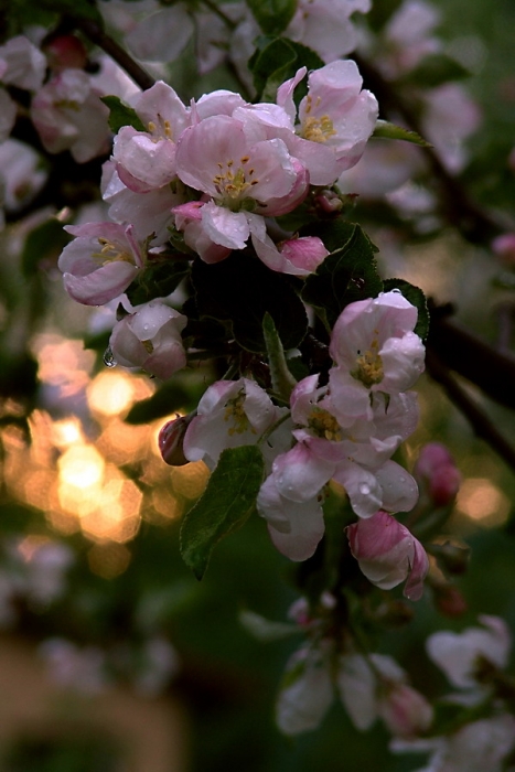 Apple Sonnenuntergang ...