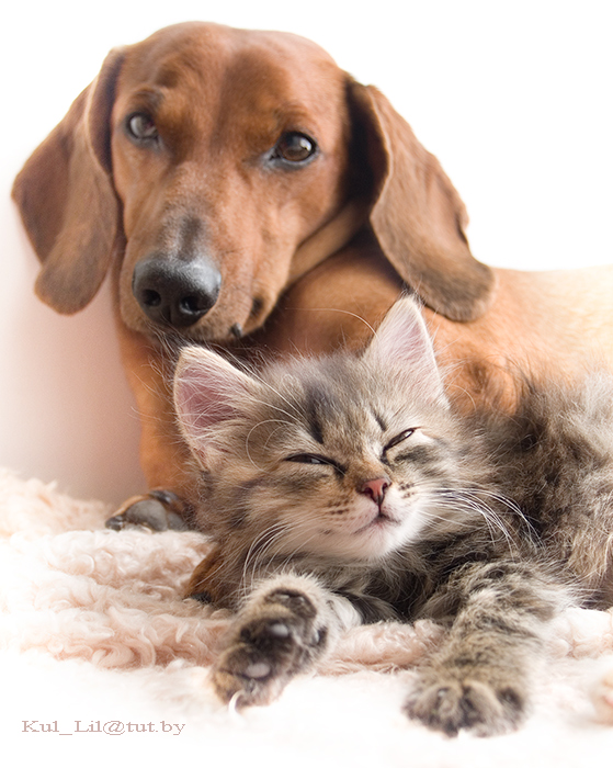 Das Gebiet der Freundschaft