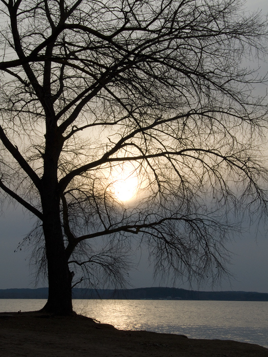 Sonnenuntergang und ein Baum