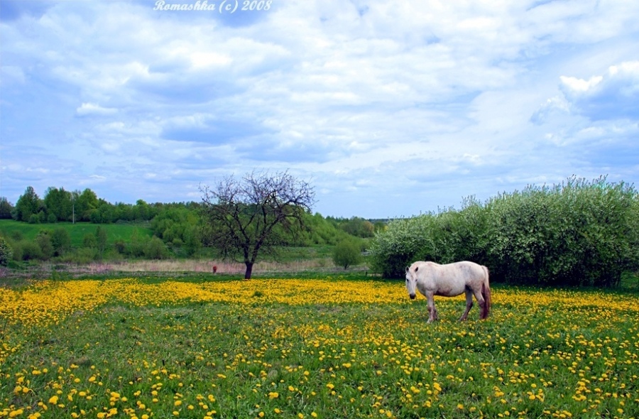 7238 gelbe Blume, die bald in einen flauschigen, weißen Ball drehen ...