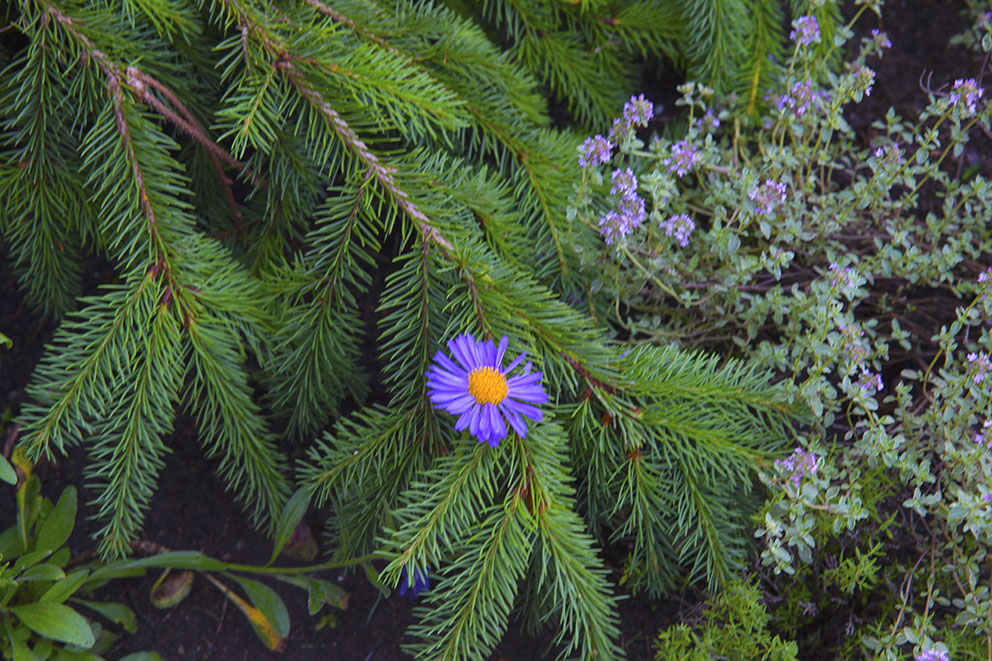 Unter dem Schutz der