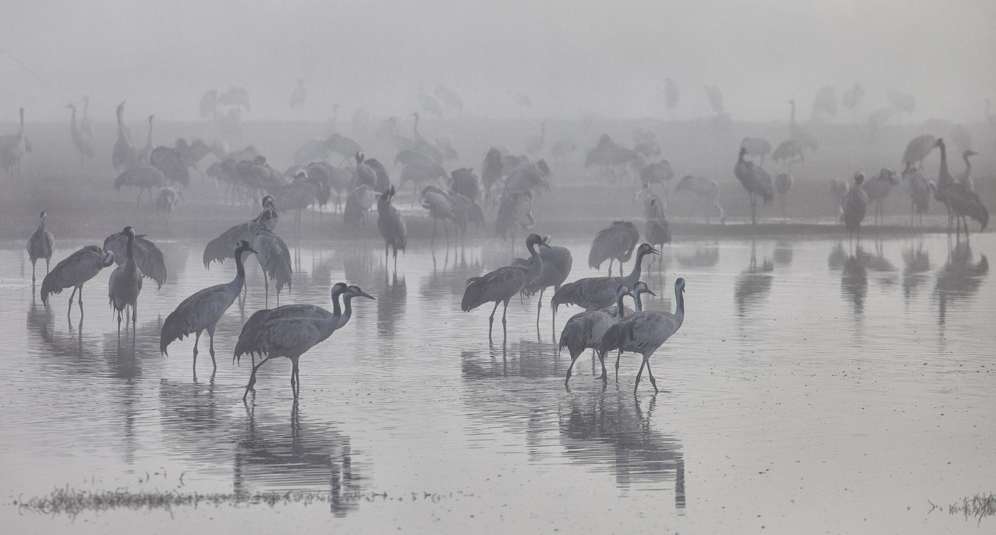 in Milchprodukten Nebel