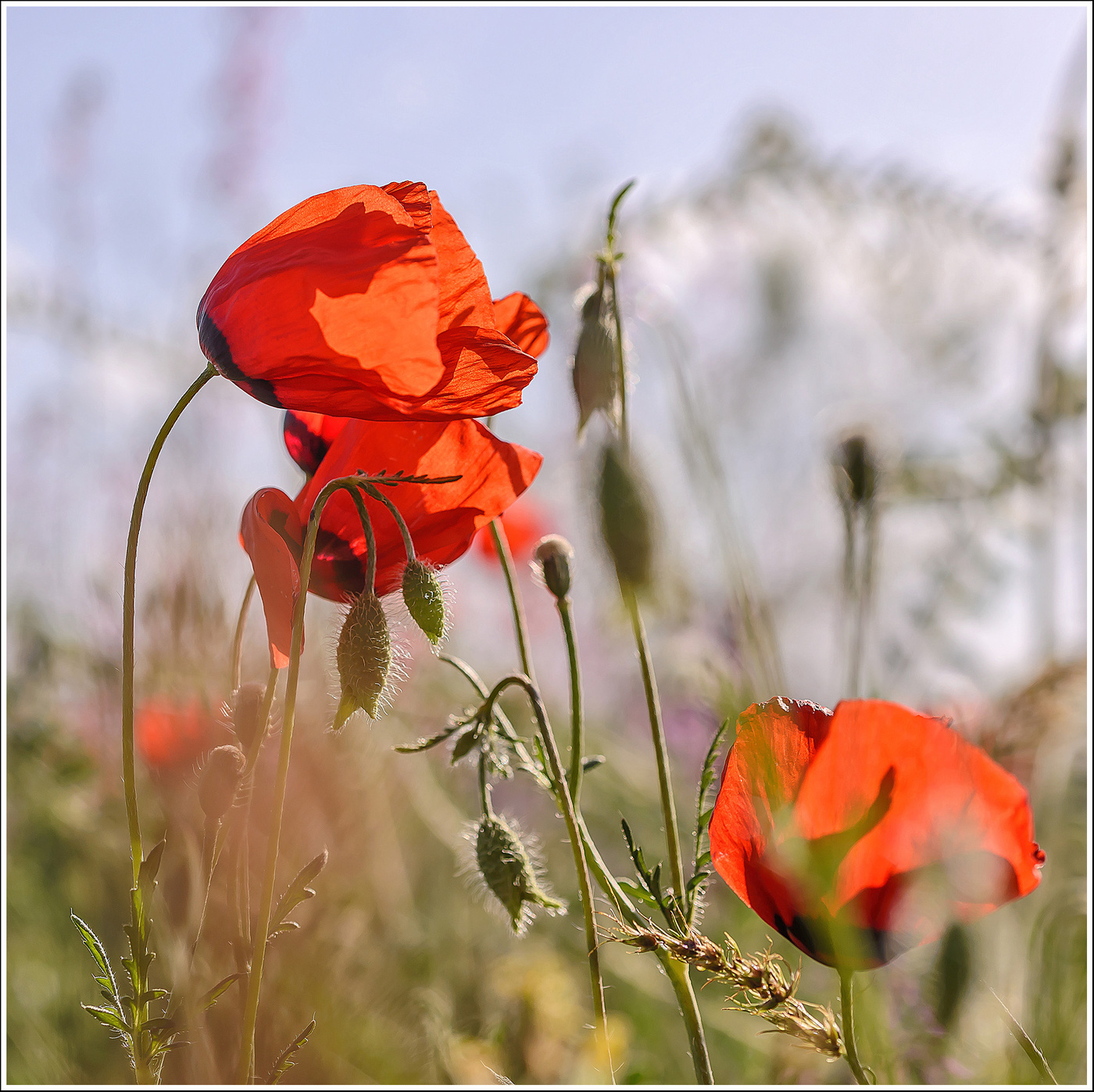 Mohn