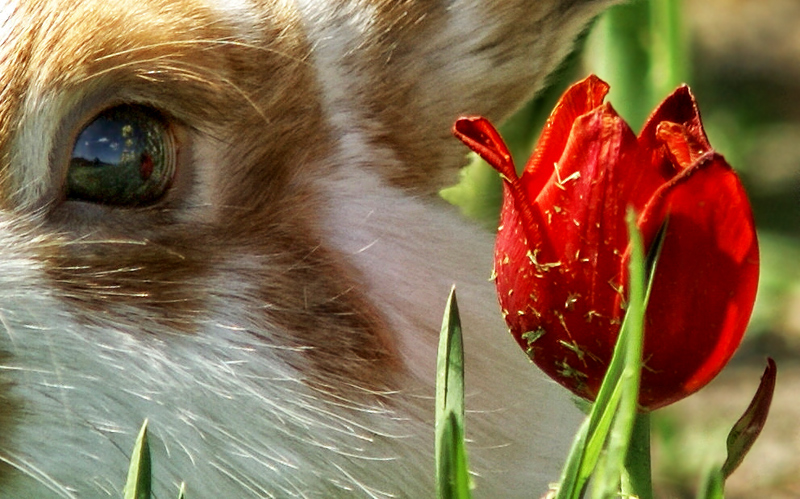 Schönheit rettet die Welt