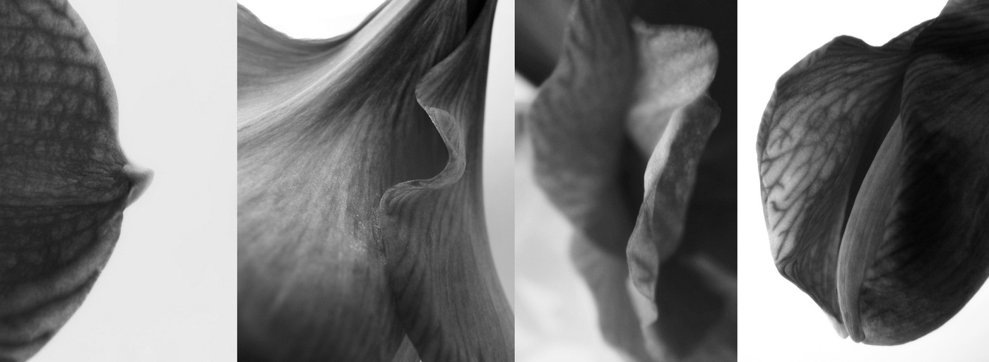 Schönheit rettet die Welt