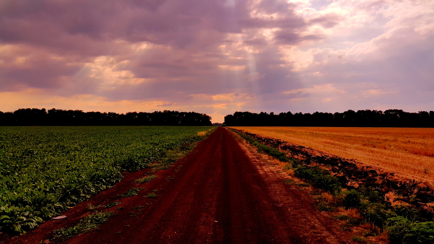 Schönheit rettet die Welt