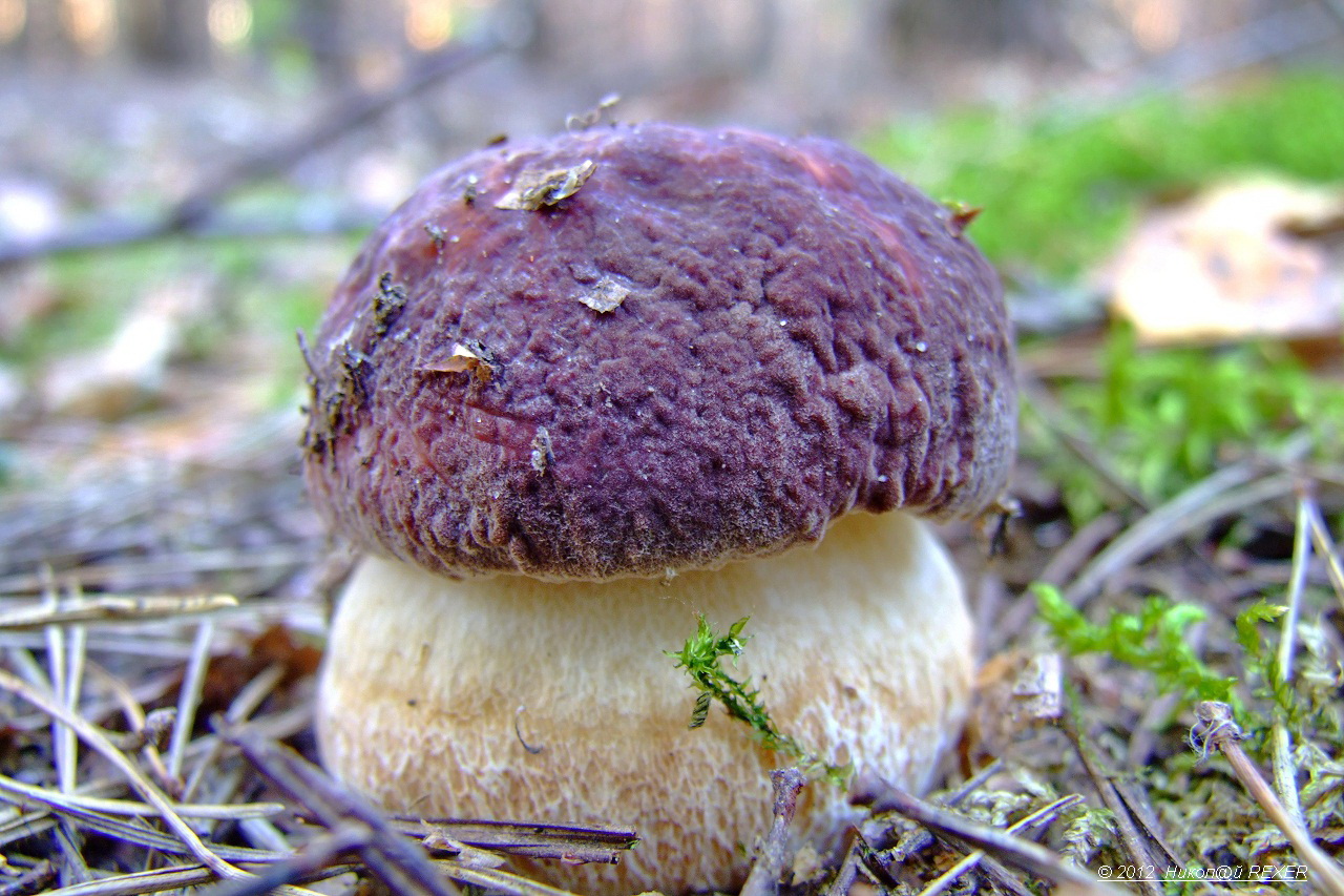 Schönheit rettet die Welt