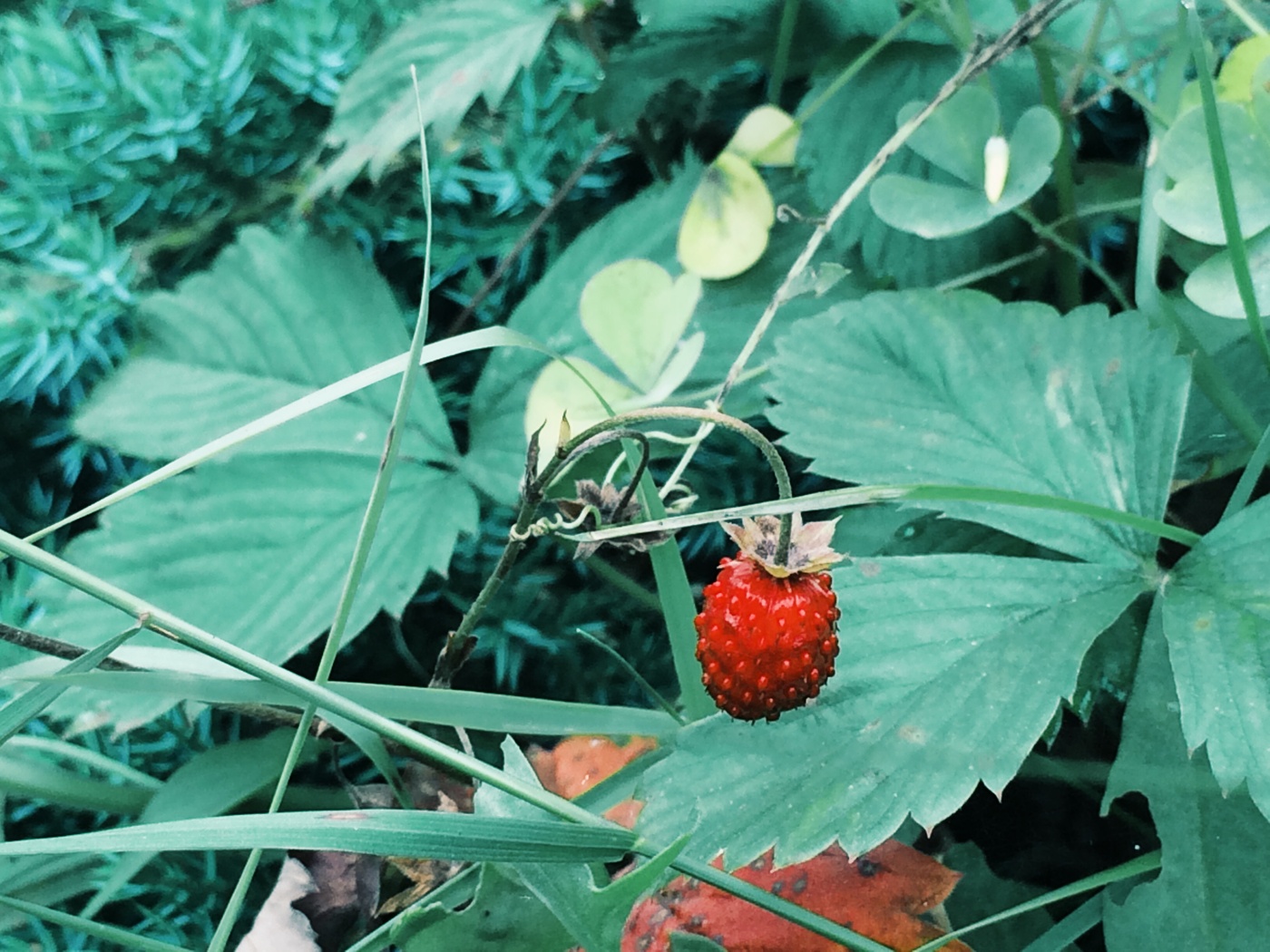 Wild strawberry