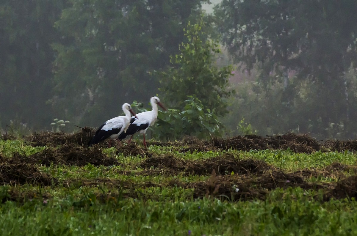 in den frühen Morgenstunden
