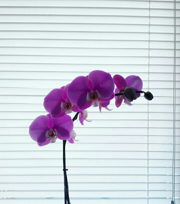 Orchid