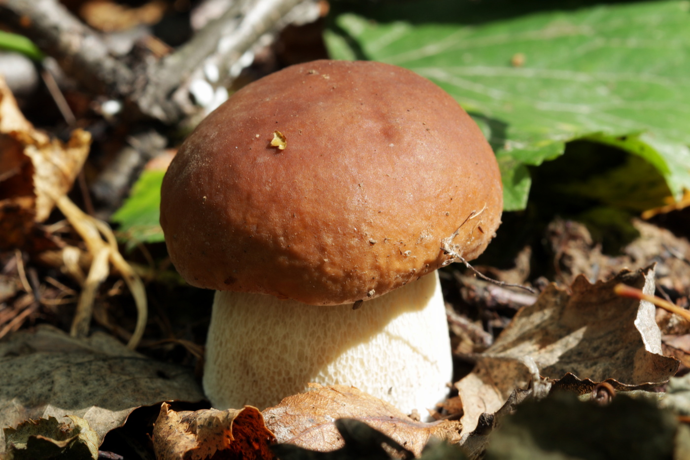 Boletus edulis