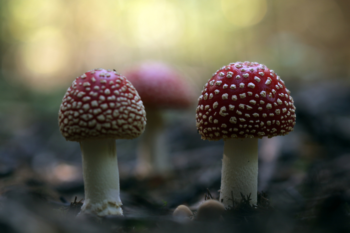 Fliegen-Blätterpilz