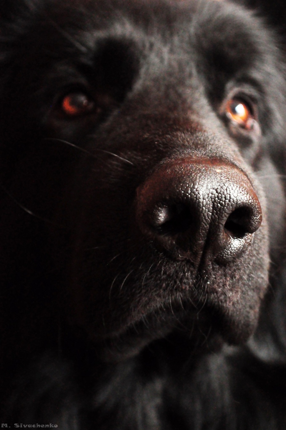 Dog( German Shepherd)