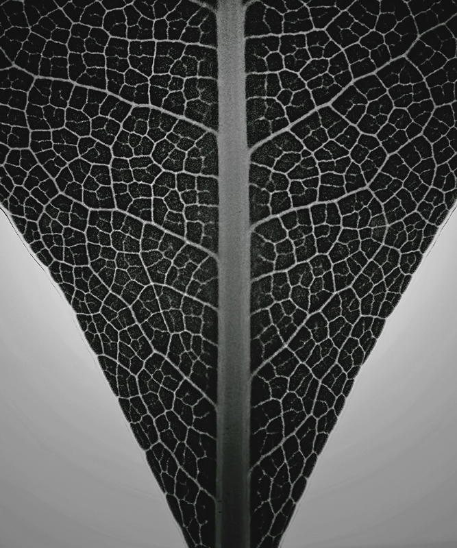 Männliche und weibliche