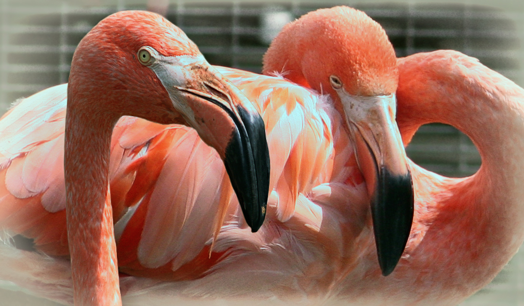 Männliche und weibliche