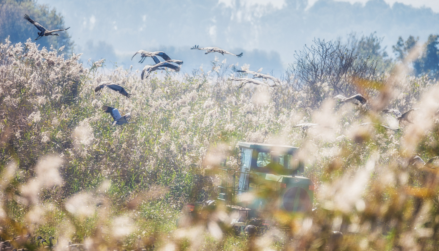 Flüge in Träume und Realität