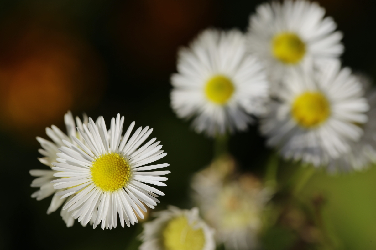 Erinnerungen an den Sommer