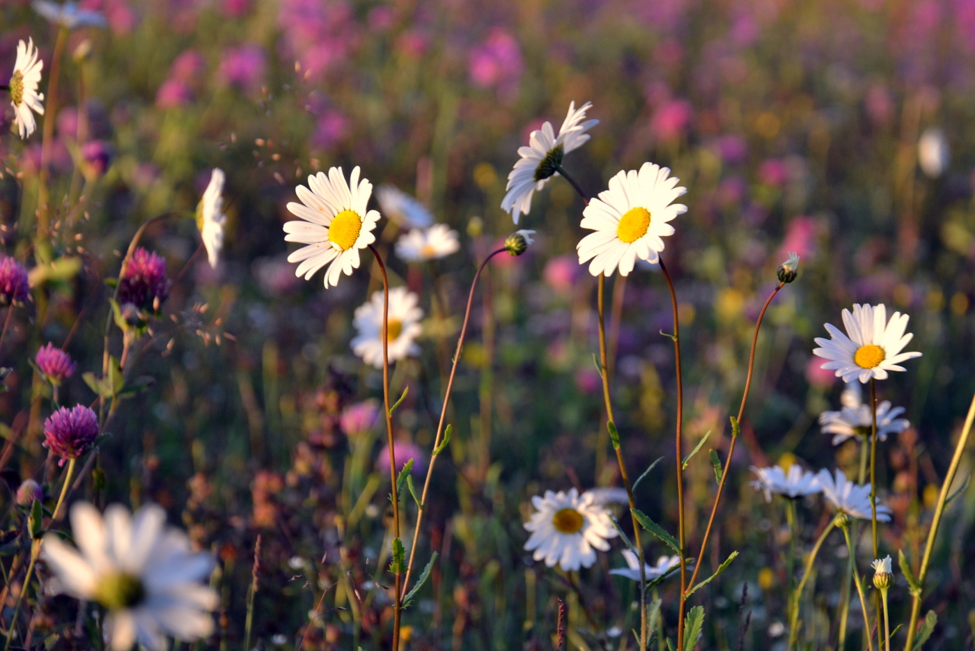 Erinnerungen an den Sommer