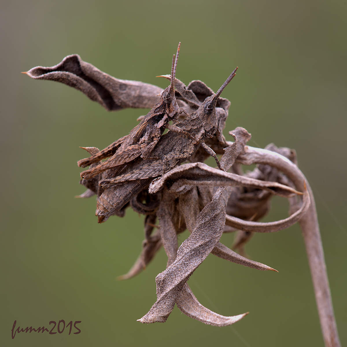 Noch einmal über die Liebe.