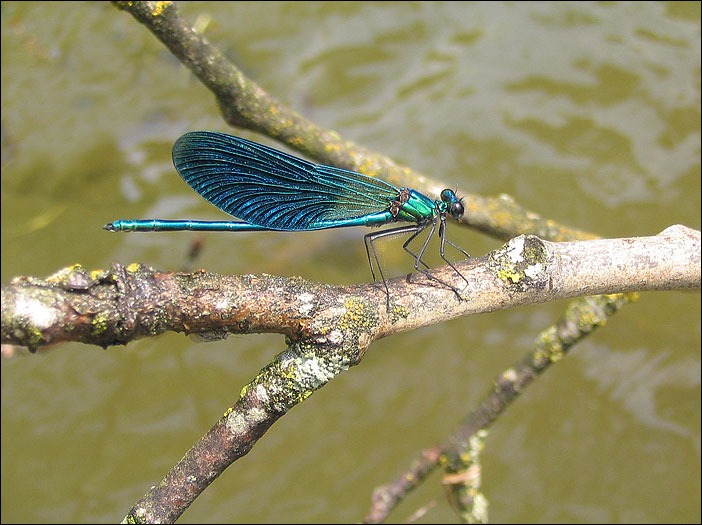 Dragonfly