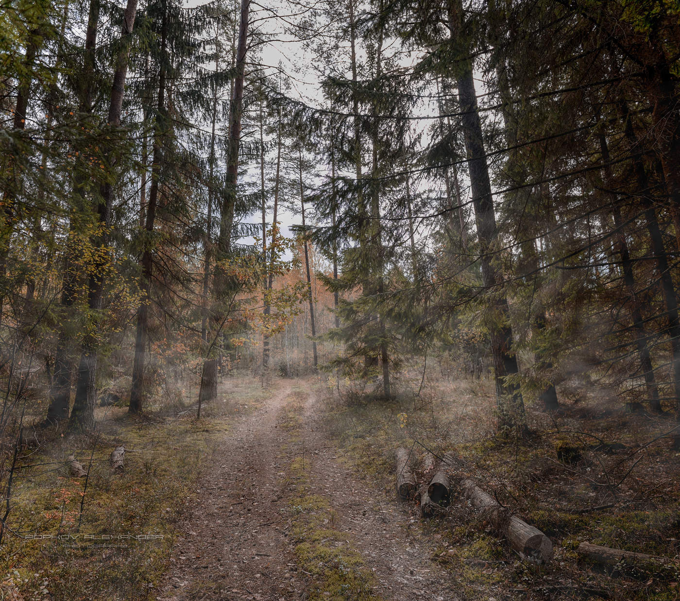 Spaziergang durch die herbstlichen Wälder