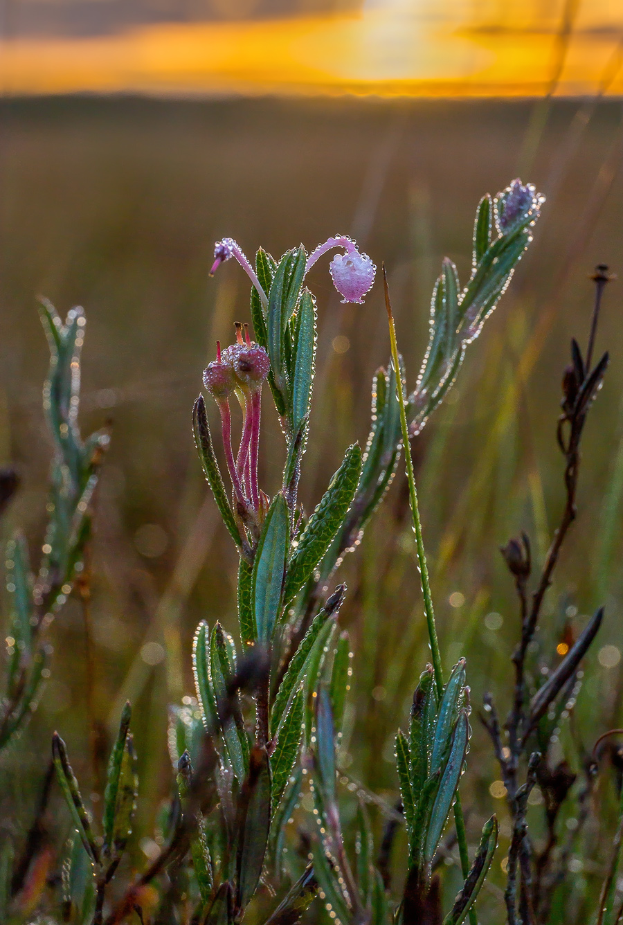 Andromeda blüht in den Sumpf.