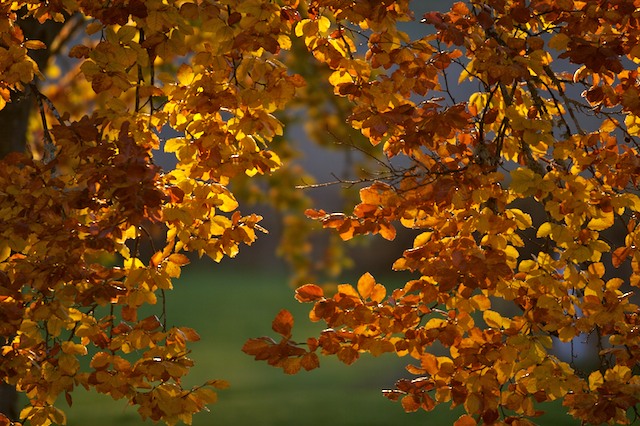 Herbst Färbung
