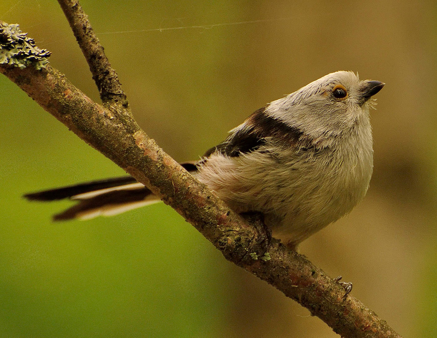 Long-tailed Tit