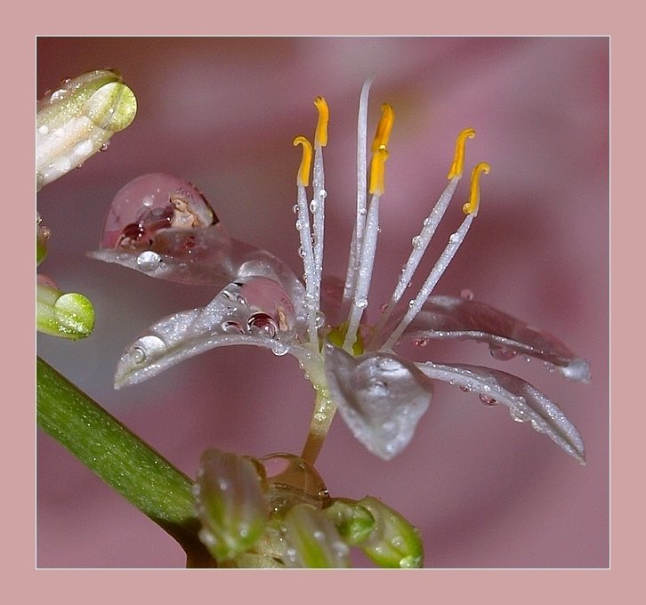 Haus für Däumelinchen