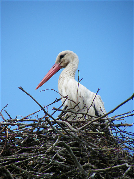 Storch