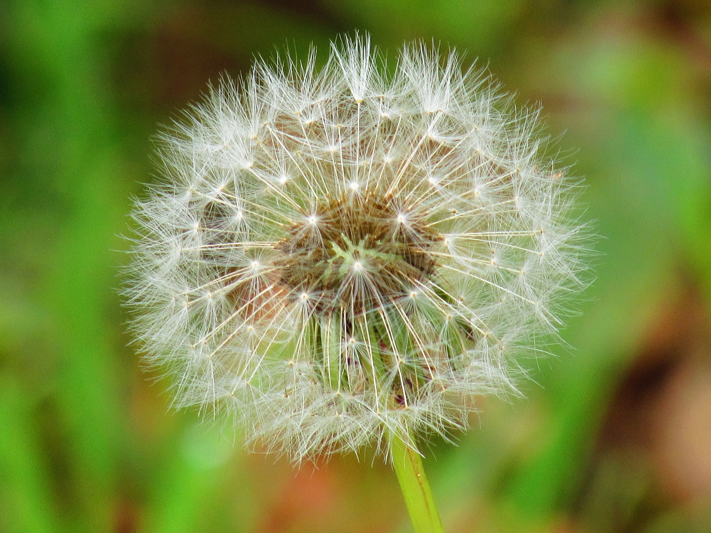 Taraxacum