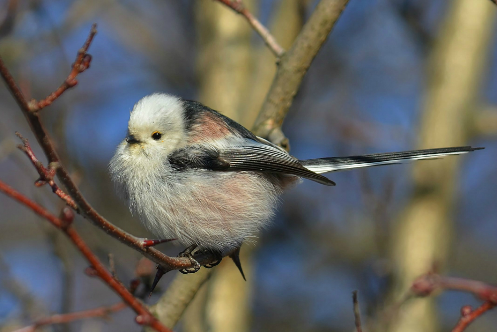 Long-tailed Tit