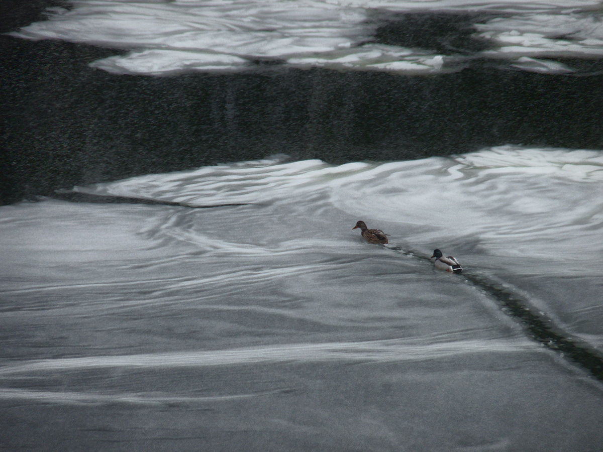 fiel im letzten Jahr Schnee