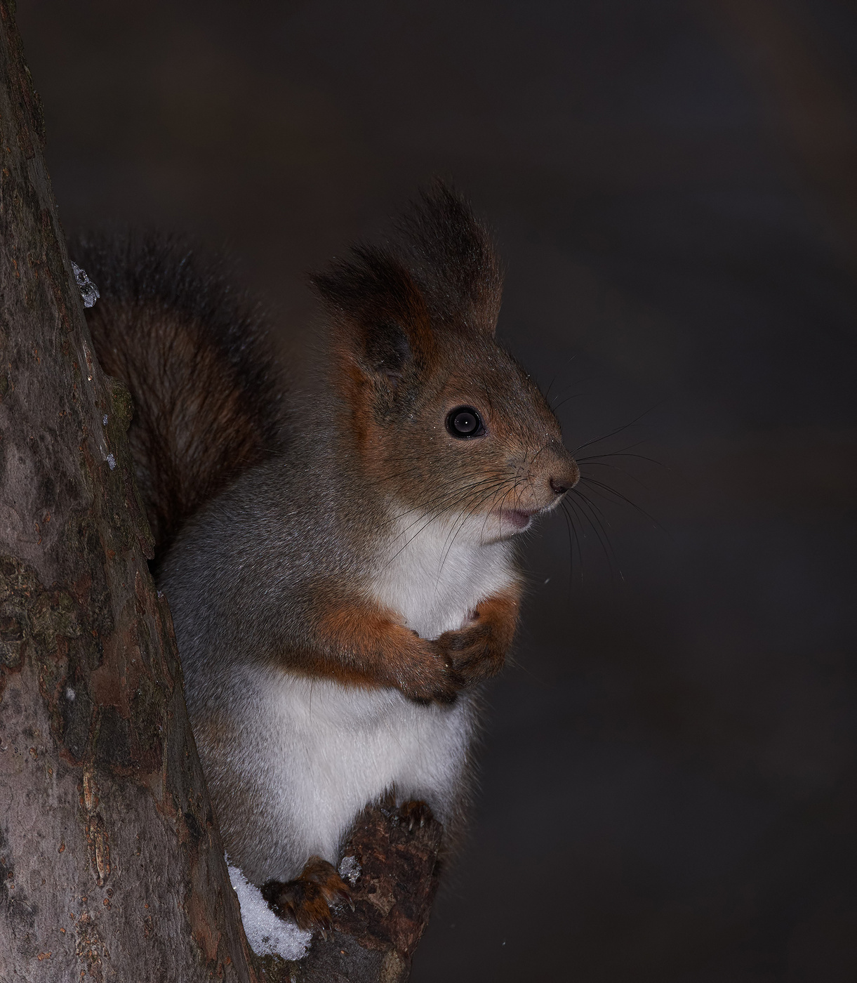 Die Gastgeberin des Waldes