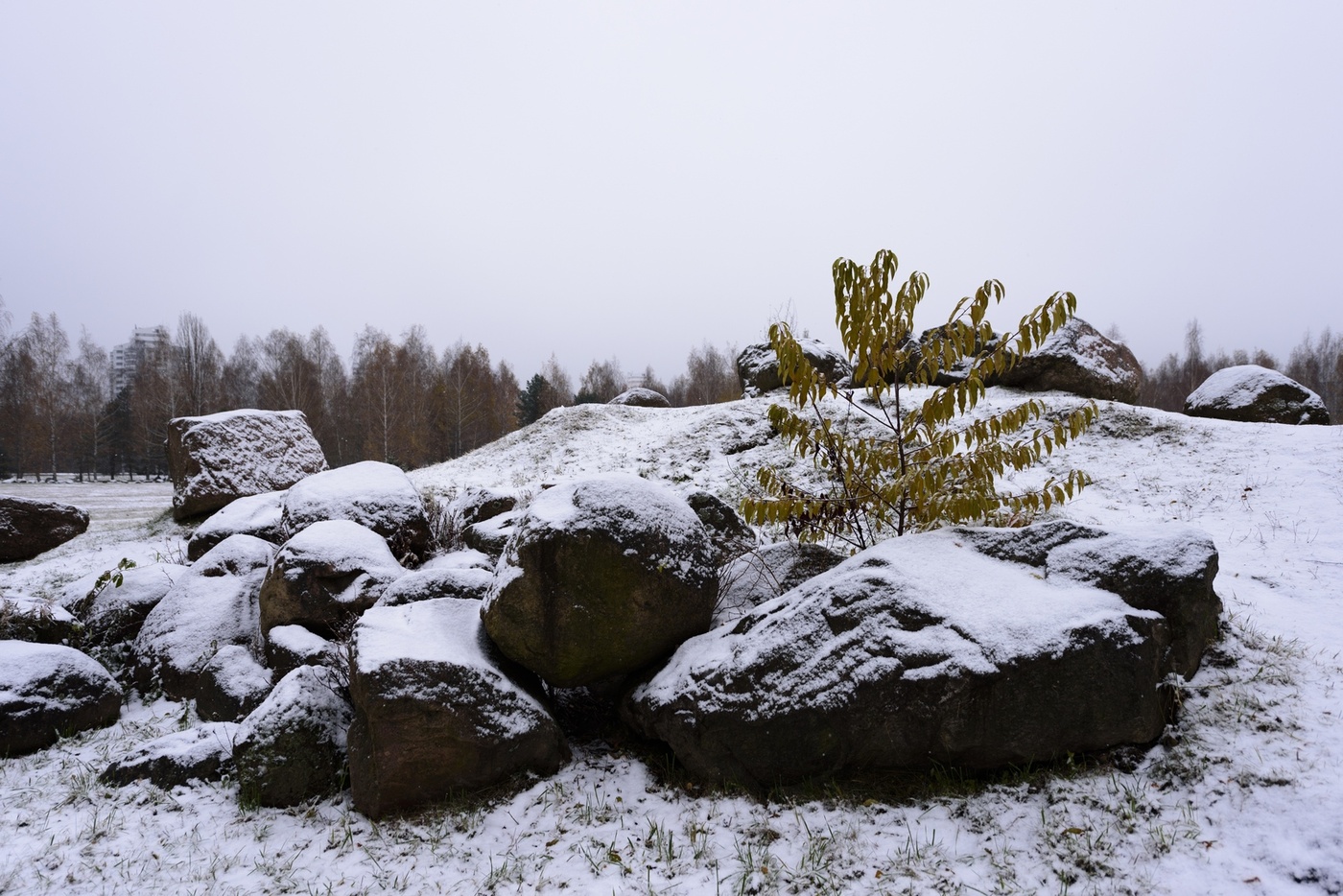 und Bäume auf den Felsen