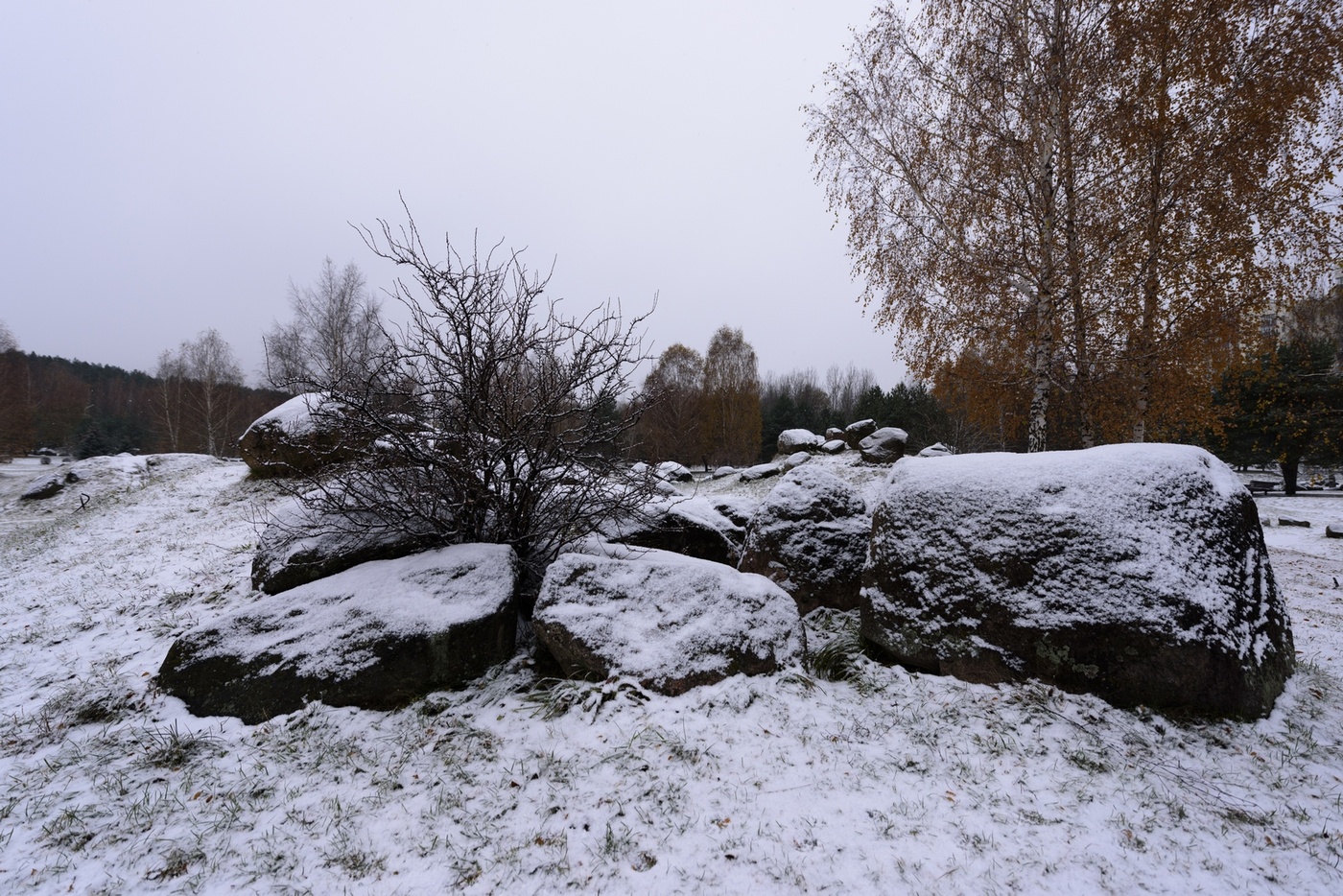 und Bäume auf den Felsen